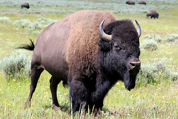 Image showing bison