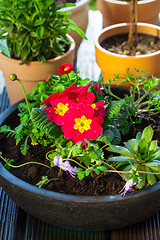 Image showing Flower pots with herbs and flowers