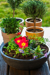 Image showing Flower pots with herbs and flowers