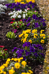 Image showing Spring flowerbed