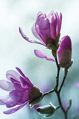 Image showing Flowering pink magnolia