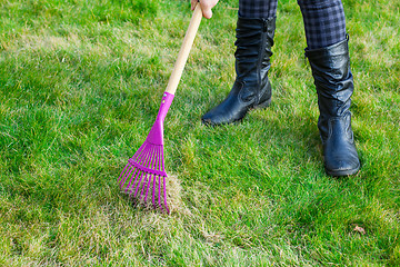 Image showing Cleaning green lawn by rake