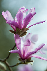 Image showing Flowering pink magnolia