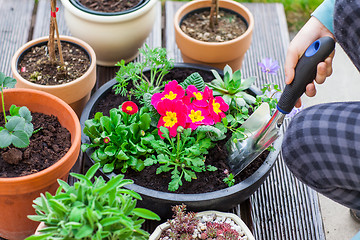 Image showing Planting herbs and flowers