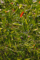 Image showing Green chillies