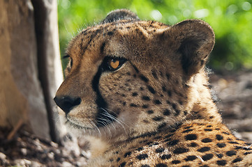 Image showing Cheetah