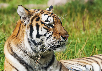 Image showing Tiger