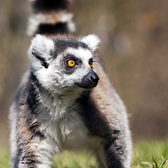 Image showing Ring-tailed lemur (Lemur catta) 