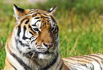 Image showing Tiger