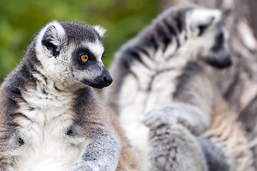 Image showing Ring-tailed lemur (Lemur catta) 