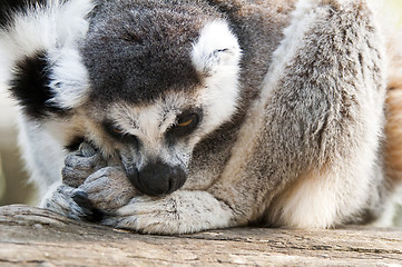 Image showing Ring-tailed lemur (Lemur catta)