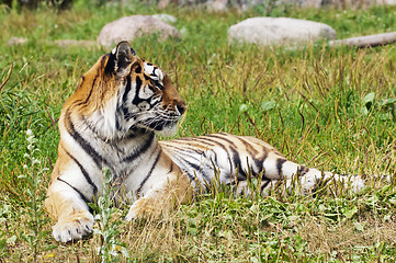 Image showing Tiger