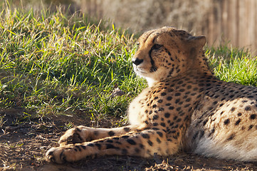 Image showing Cheetah