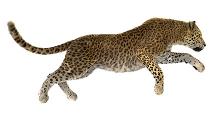 Image showing Leopard