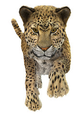 Image showing Leopard