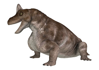 Image showing Dinosaur Keratocephalus