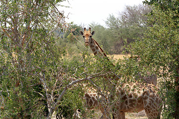 Image showing Giraffa camelopardalis in national park, Hwankee