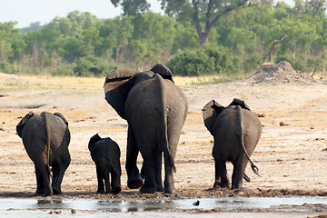 Image showing herd of African elephants drinking at a muddy waterhole