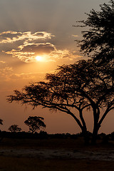 Image showing African sunset with tree in front