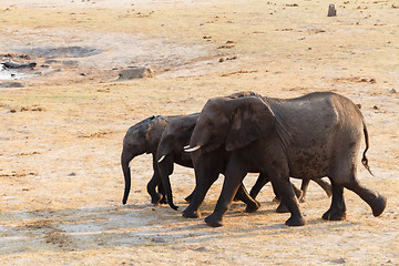 Image showing herd of African elephants drinking at a muddy waterhole