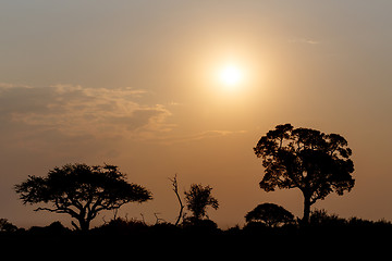 Image showing African sunset with tree in front