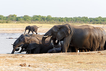 Image showing herd of African elephants drinking at a muddy waterhole