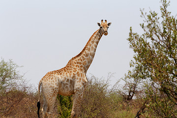 Image showing Giraffa camelopardalis in national park, Hwankee