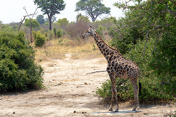 Image showing Giraffa camelopardalis in national park, Hwankee