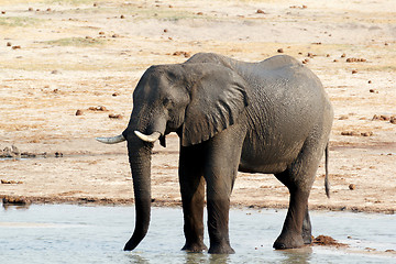 Image showing African elephants drinking at a muddy waterhole