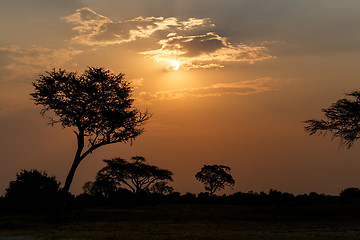 Image showing African sunset with tree in front