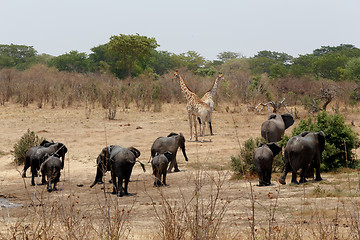 Image showing herd of African elephants drinking at a muddy waterhole