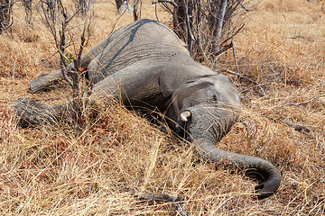 Image showing Small dead elephant in national park hwankee, Botswana