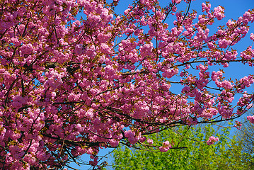 Image showing Spring flowers