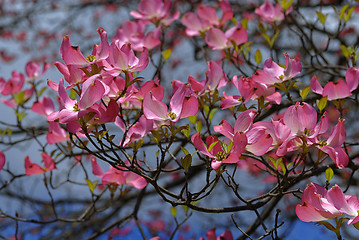 Image showing Spring flowers