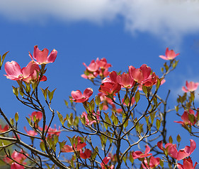 Image showing Spring flowers