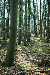 Image showing Forest 02