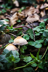 Image showing Mushrooms