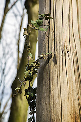 Image showing Ivy on log