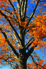 Image showing Fall Foliage