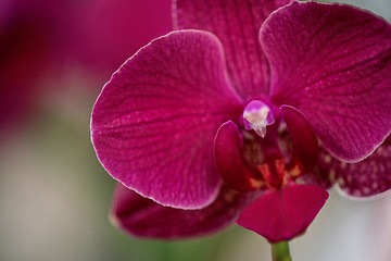 Image showing orchids 