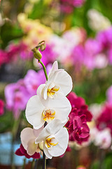 Image showing orchids 