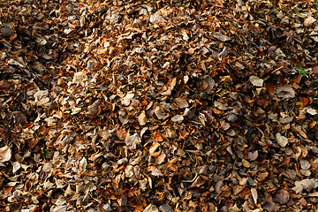 Image showing Autumn leaves