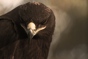 Image showing The Steppe Eagle