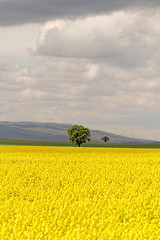 Image showing Colza field