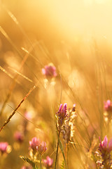 Image showing Meadow at sunset