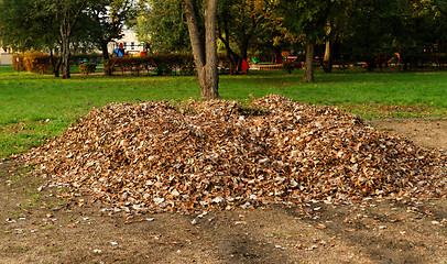 Image showing Autumn leaves