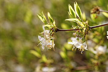 Image showing Tree flowering