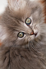 Image showing Beautiful grey kitten