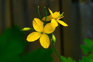 Image showing Spring Flowers