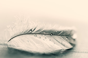 Image showing White feather with water drops